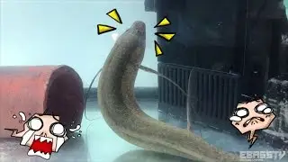 ป้อนกุ้งปลาปอดสุดโหดด้วยมือ !!!  Hand Feeding Lung Fish