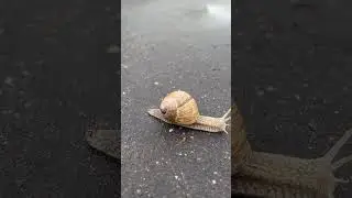 Это смерч или лопата? #прикол #улитка #москвадождь