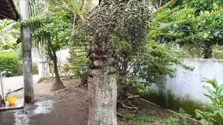 Biji Palem Botol Siap Semai