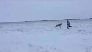 Охота на косулю