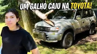 NOSSA LAND CRUISER FOI DANIFICADA POR UMA ÁRVORE