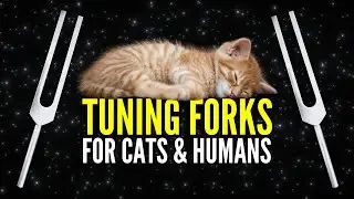 285 Hz + 528 Hz Tuning Fork Healing for Cats & Their Humans 😺 (with Purring)
