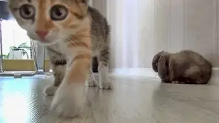 Cutest Cat and Bunny