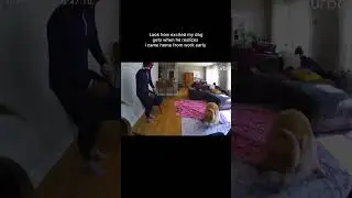 @taco.el.perro.de.oro I don’t know who was more excited! #Furbo #CaughtOnCamera #GoldenRetrievers