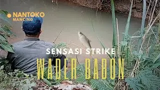 Sensasi Strike Ikan Wader Babon | Mancing  Chalange Lucu