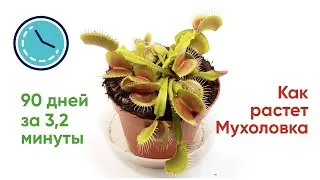 Венерина Мухоловка 90 дней таймлапс