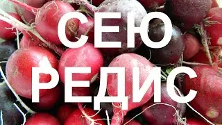 Когда сеять редис в Сибири? Какие сорта выбрать?