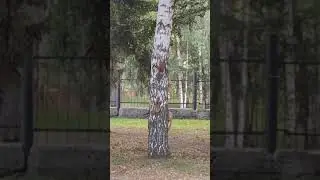 Танец белок / Squirrel dance