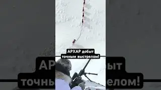 🇰🇬❄️ КЫРГЫЗСТАН / ОХОТА / 🦬 ТЯНЬ-ШАНЬСКИЙ АРХАР 🫀 (525 м)