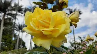 ¿Qué función tienen las FLORES?