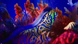 Knobby presents Coral Camo