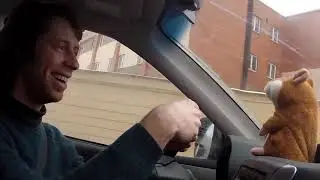 Говорящий хомяк. Прикол