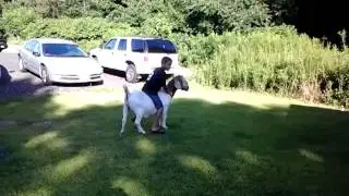 Riding a goat