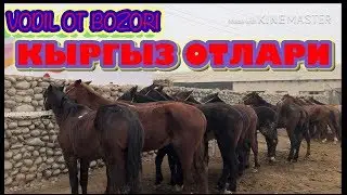 ИШКИБОЗЛАРИ УЧУН КЫРГЫЗ ОТЛАРИ НАРХЛАРИ. VODIL BOZORI