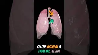 What do you lungs ACTUALLY look like? #shorts