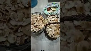 Я в шоке!!!😨Снова опята😭 