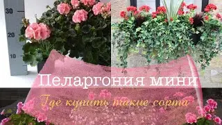 Пеларгония (герань) эти сорта просто находка садовода