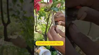 Adenium grafting is so easy #shorts