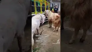 etawa senduroJUMBO siap QURBAN 