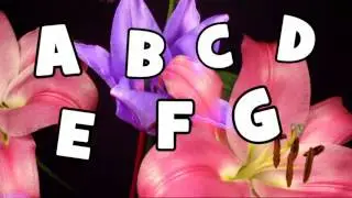 ♫♫  Abeceda v angličtine ♫♫