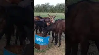 ЧТОБ НЕ СЪЕЛИ  ВОЛКИ И МЕДВЕДИ МАЛЫШНЮ  МЫ ОСТАВЛЯЕМ ЛЕТОМ ДОМА  #horse #animals