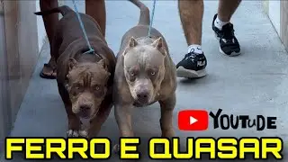 🎨 Último vídeo do FERRO e QUASAR com 4 meses!