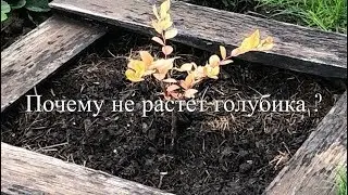💙💜 Почему Не Растёт Голубика ?