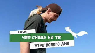 Чип снова на TV 😎 #video
