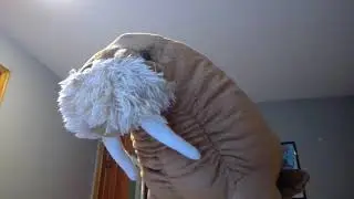 cow gang discord: introducing walrus