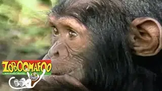 🐒 Zoboomafoo 117 - Ears Hear | HD | Full Episode 🐒