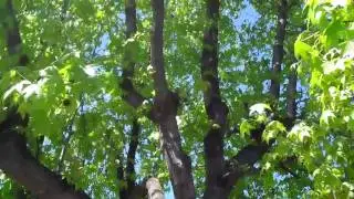 (130) Pruning a tree that was topped in the past
