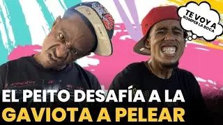 El peito desafía a LA GAVIOTA a pelear, día a día con las ocurrencias.🤣🤣🤣🤣