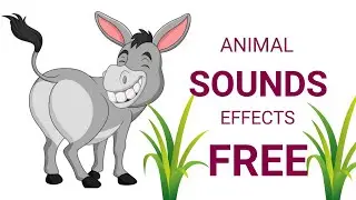 Animal Sounds Effect download (tiger, cow, horse, lion, monkey, snake,Cat,) All Animal Sounds Effect