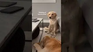 Puppy is on a mission to steal toys 🐶 