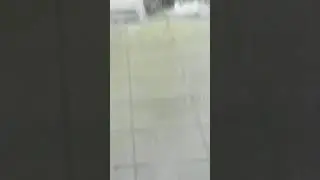 Французский бульдог Шарпик. Кот хочет забрать у него колбасу :)