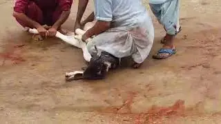 Bakra Qurbani on Eid ul Azha 2019