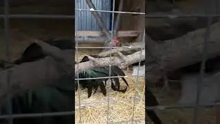 Маленький петушок и курочки