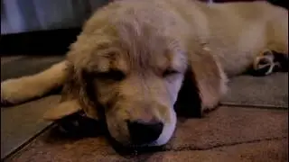 Pixie's New Puppy