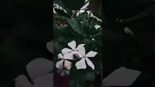 capture 