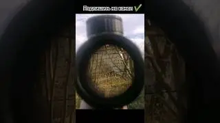 собака гналась за кошкой до того момента пока я не прогнал её #рекомендации #shorts #собака #кошка