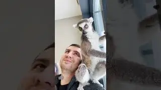 Кошачий лемур Марго показывает своего личного человека 😻