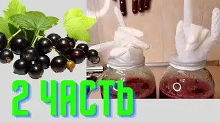 Вино из ягод смородины ч. 2. Самый легкий рецепт!