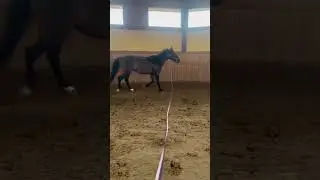 #horse