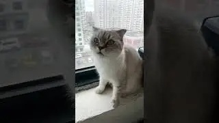 Немного кошечек 