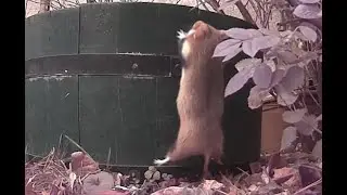 Cute wild hamster finds food everywhere