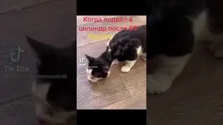 Когда залил паленое топливо Лукоил