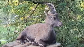 Ibex (Steinbock)