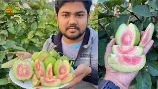 Japanese Red Guava Fruit Cutting || TSS Sweetness || Retail Buy