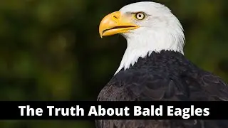 5 Facts About The Bald Eagle You Didn't Know Before