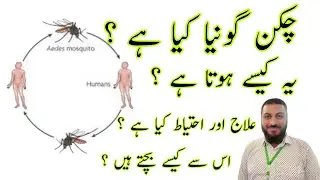 Chikungunya | Chikengonia | Chickengonia | Symptoms | treatment | cause